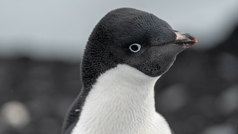 Adelie penguin facts - Hero