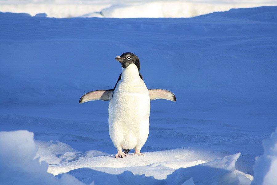 Adelie penguin on the ice