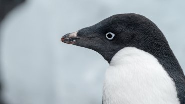 What eats Adelie penguins - Hero