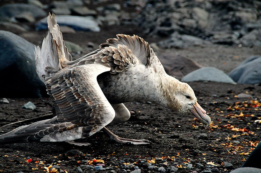 Adelie penguin predators - Giant petrel