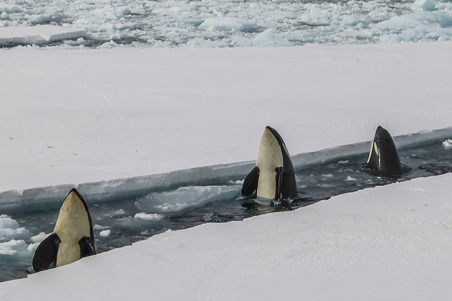 Adelie penguin predators - Killer whales