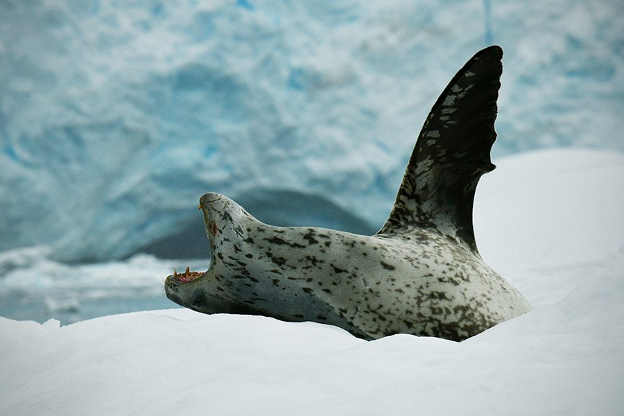 Adelie penguin predators - Leopard seal