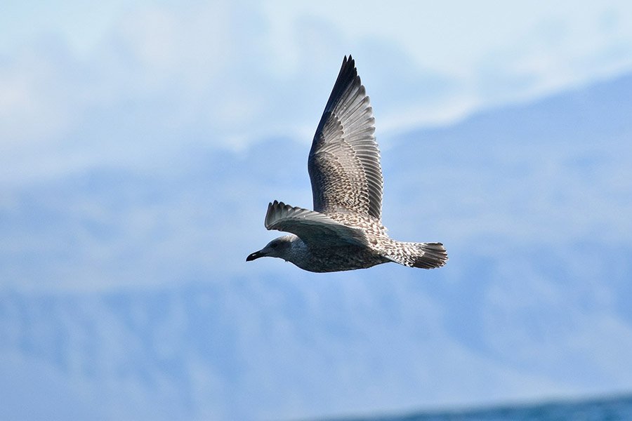 Adelie penguin predators - Skua