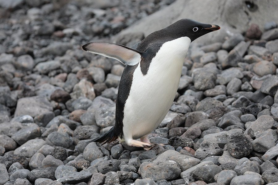 Adelie penguin walking in rocks