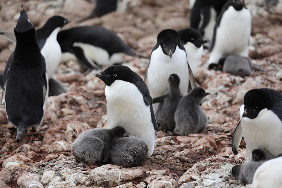 Adelie penguins nesting