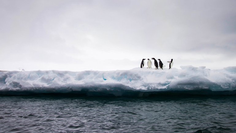 Where do Adelie penguins live - Hero