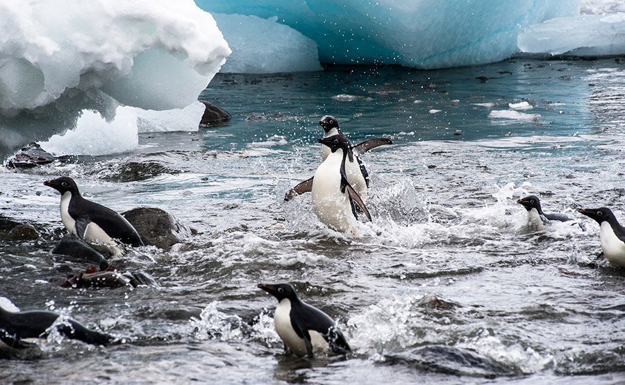 Adelie penguins running in the water