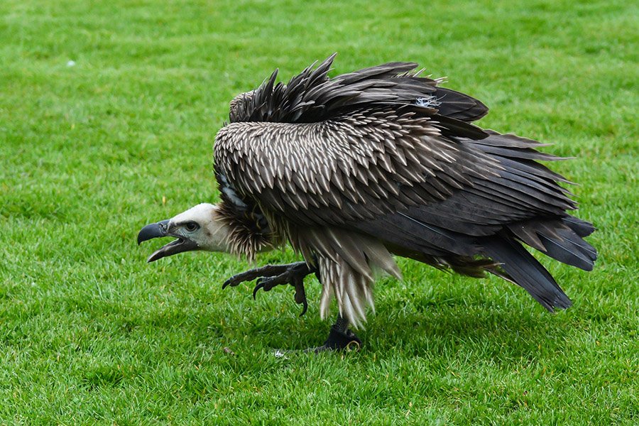 Aggressive Vulture