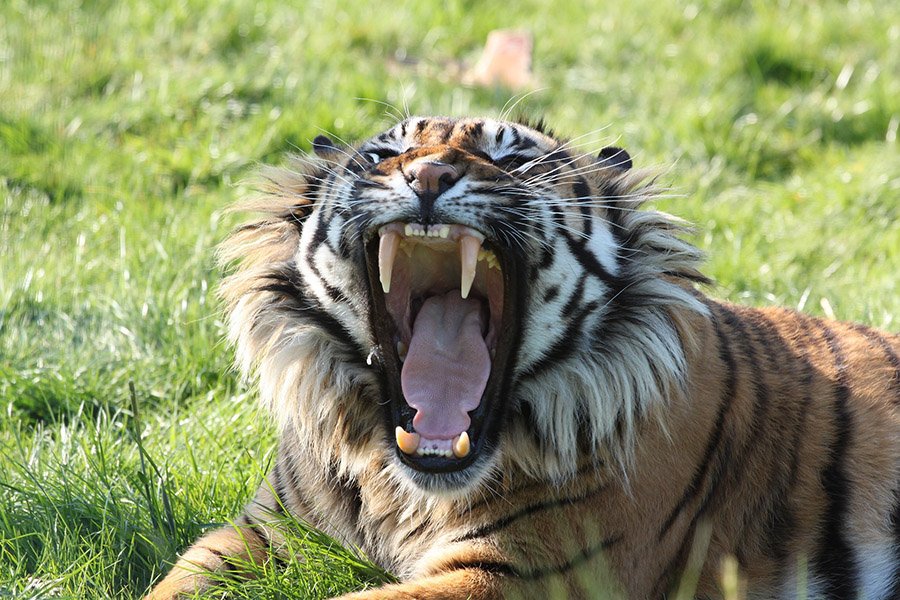 Angry tiger