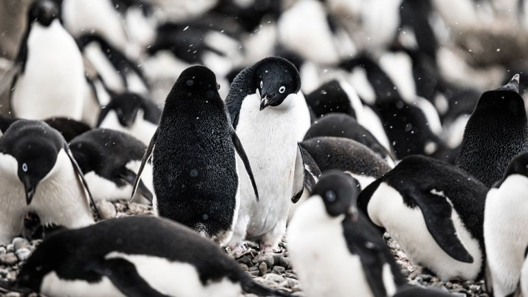 Adelie penguins sexuality - Hero