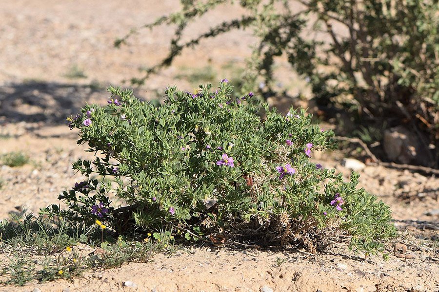 Fagonia glutinosa