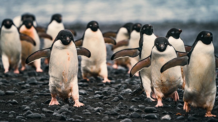 Group of Adelie penguins on the beach