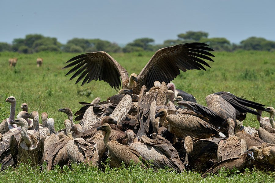 Group of vultures eating