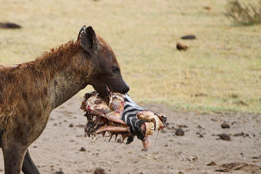 Hyena eating zebra