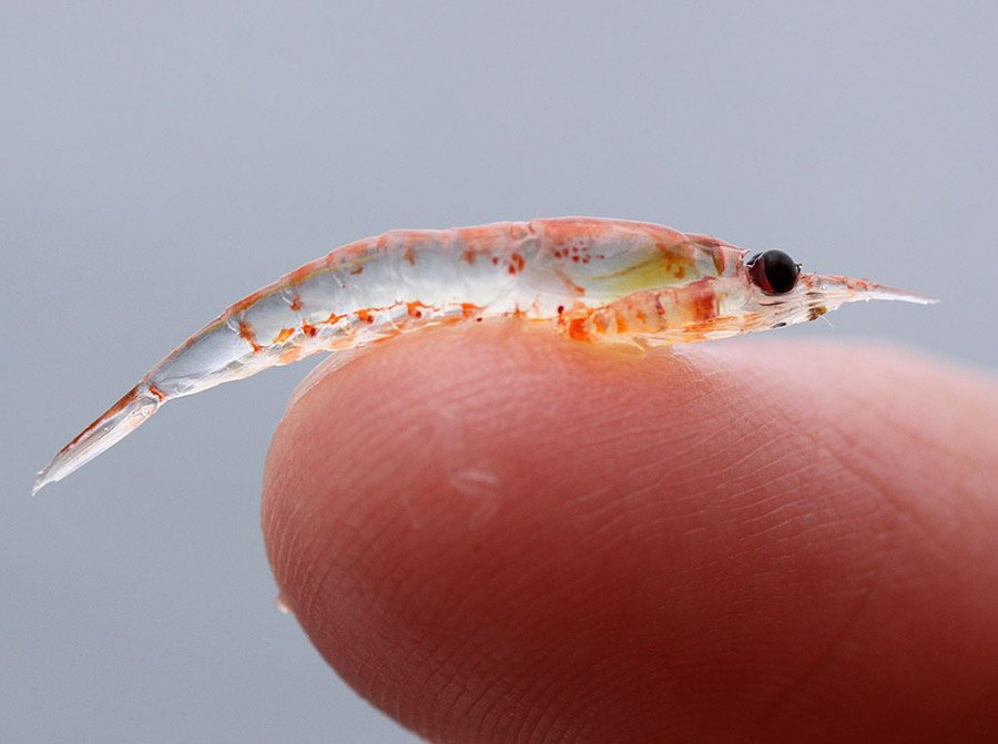 Krill on a finger