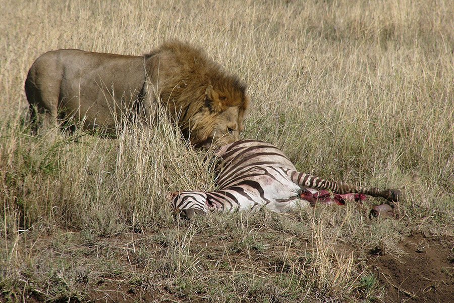 Lion eating a zebra