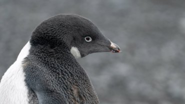 What do Adelie penguins eat - Hero