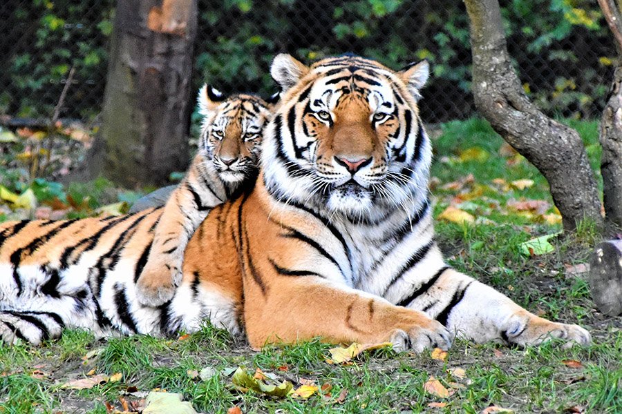 Tiger and cub