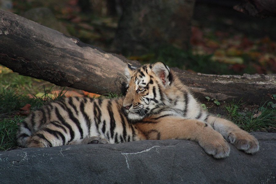 Tiger cub