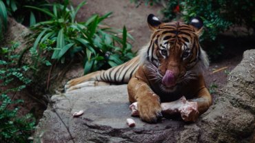 Tiger eating and licking