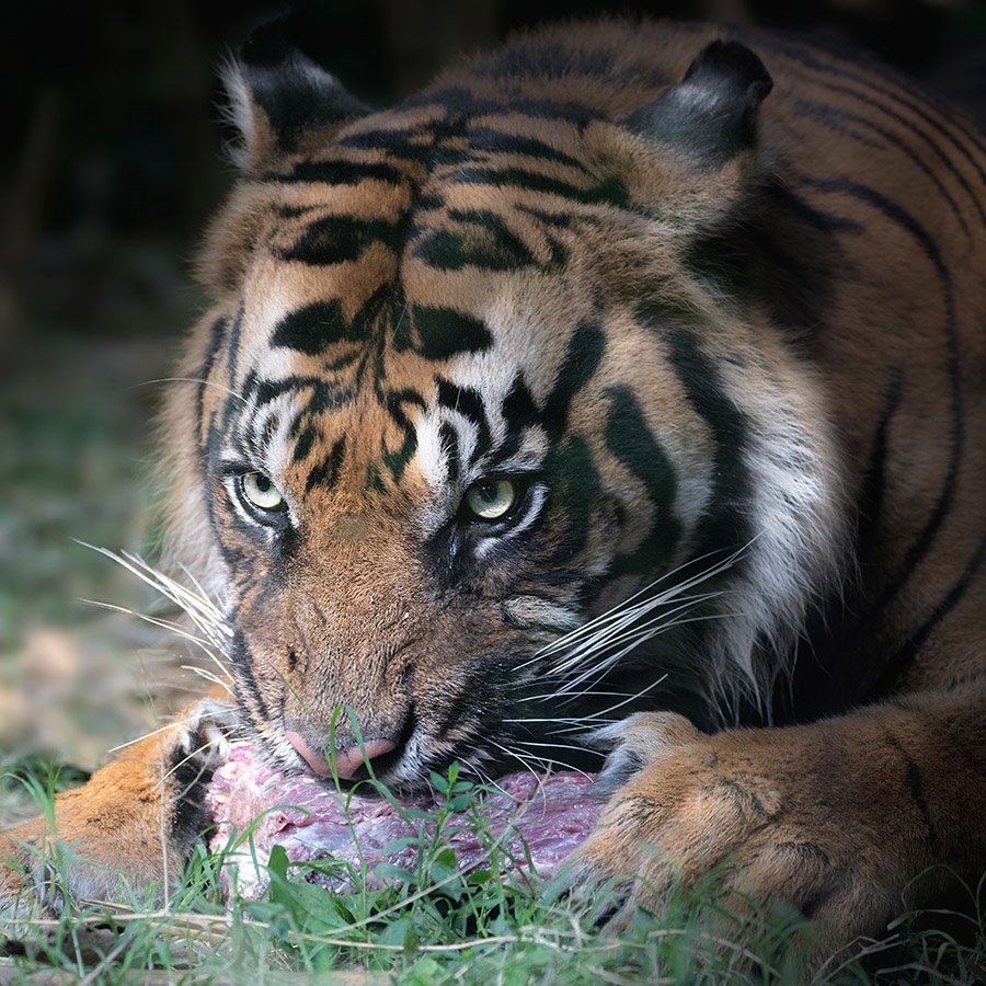 Tiger eating in grass