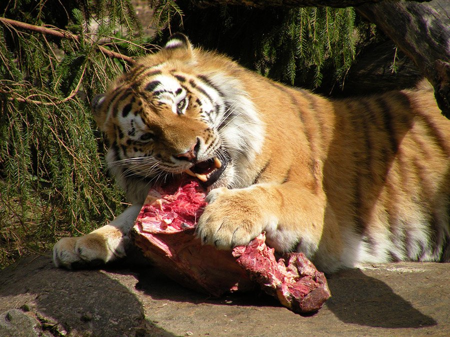 Tiger eating meat in zoo