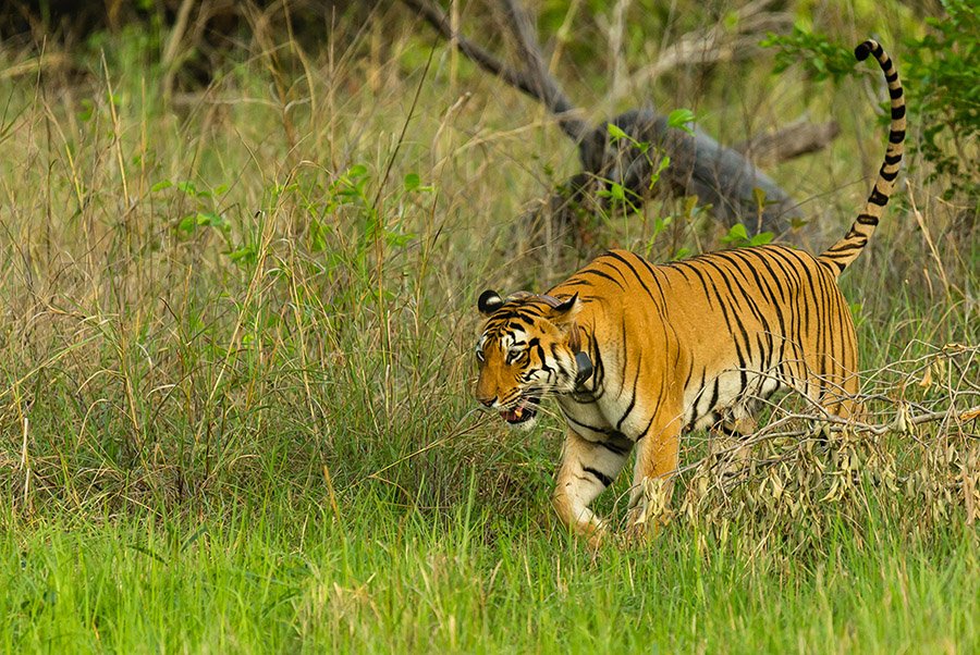 Tiger in savanna