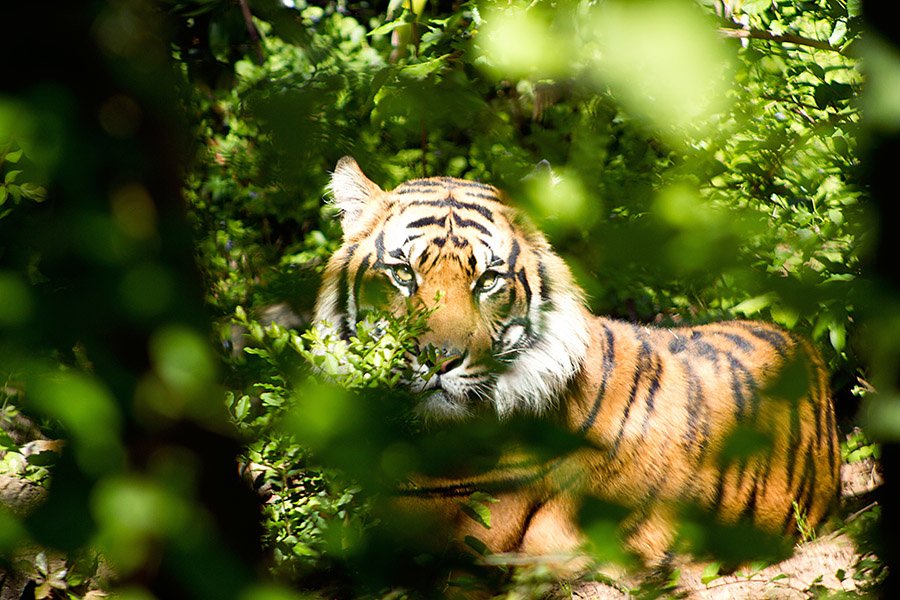 Tiger in the forest