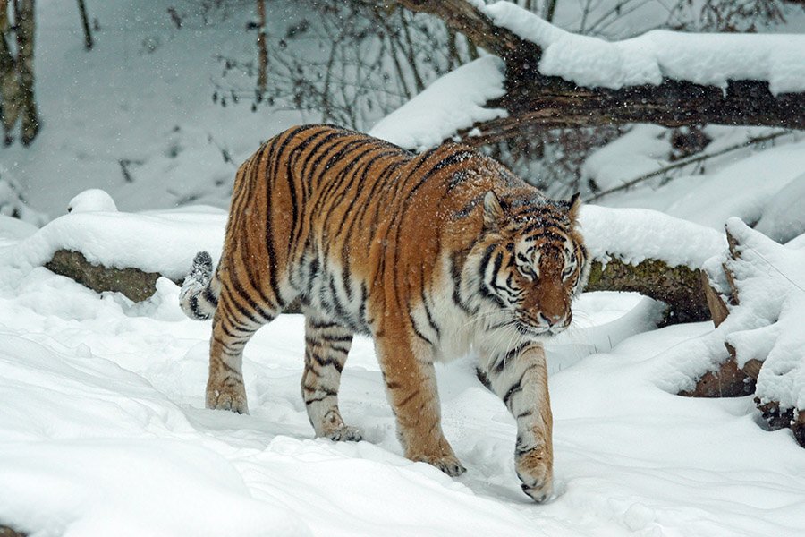 Tiger in the snow