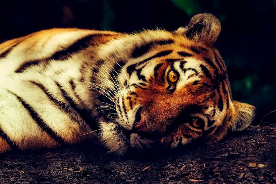 Tiger resting