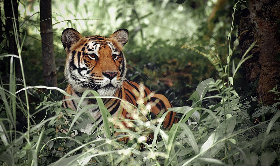 Tiger under the trees