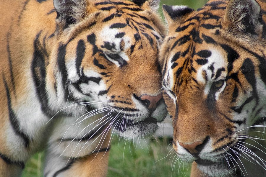 Tigers cuddling