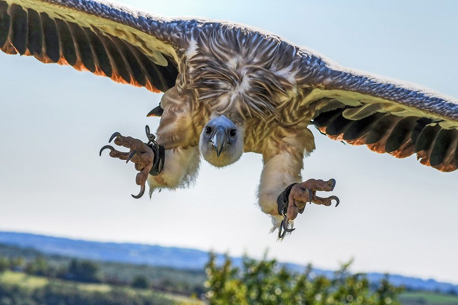 Vulture attacking