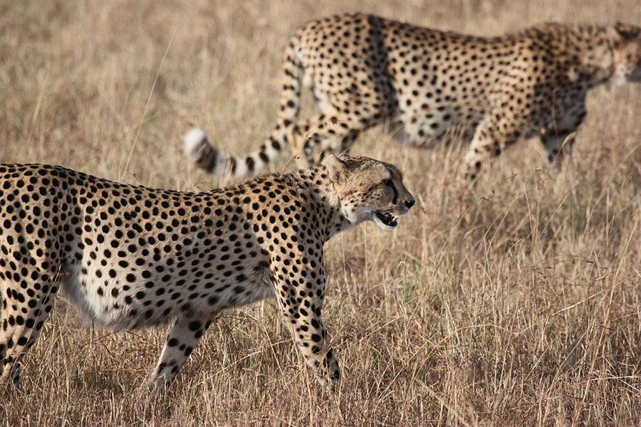 Vulture predators - Cheetah