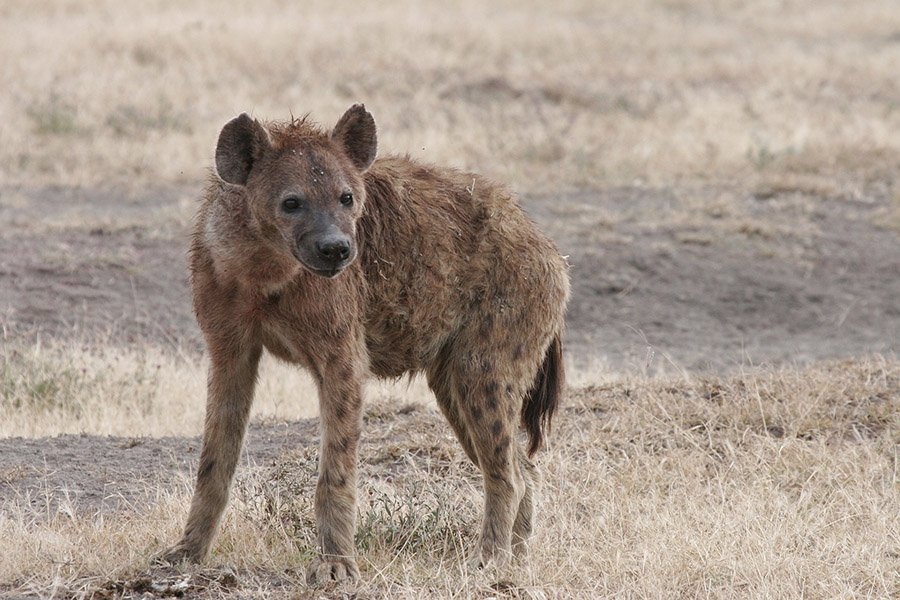 Vulture predators - Hyena