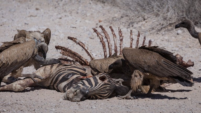 Vultures eating a zebra