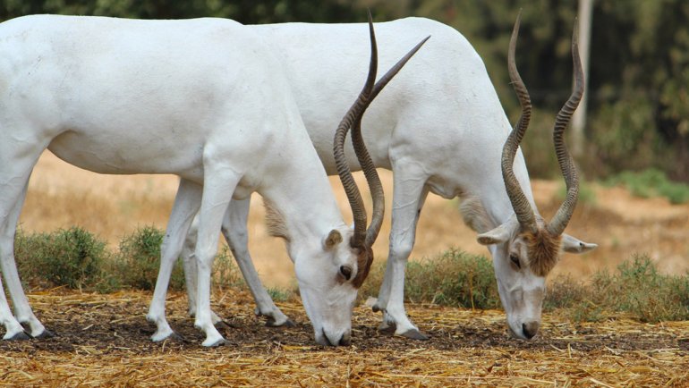 What do addax eat - Hero