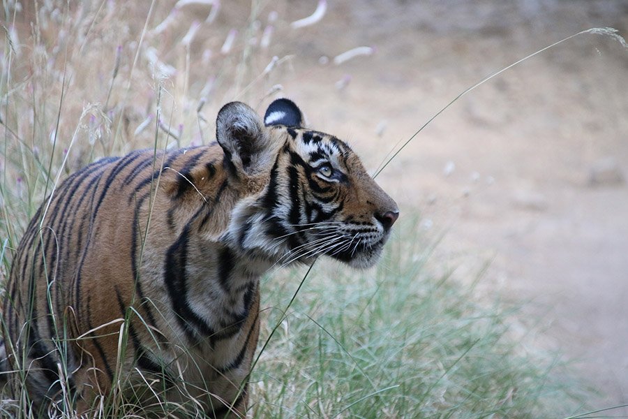 Wild tiger in grass