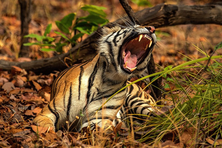 Wild tiger roaring