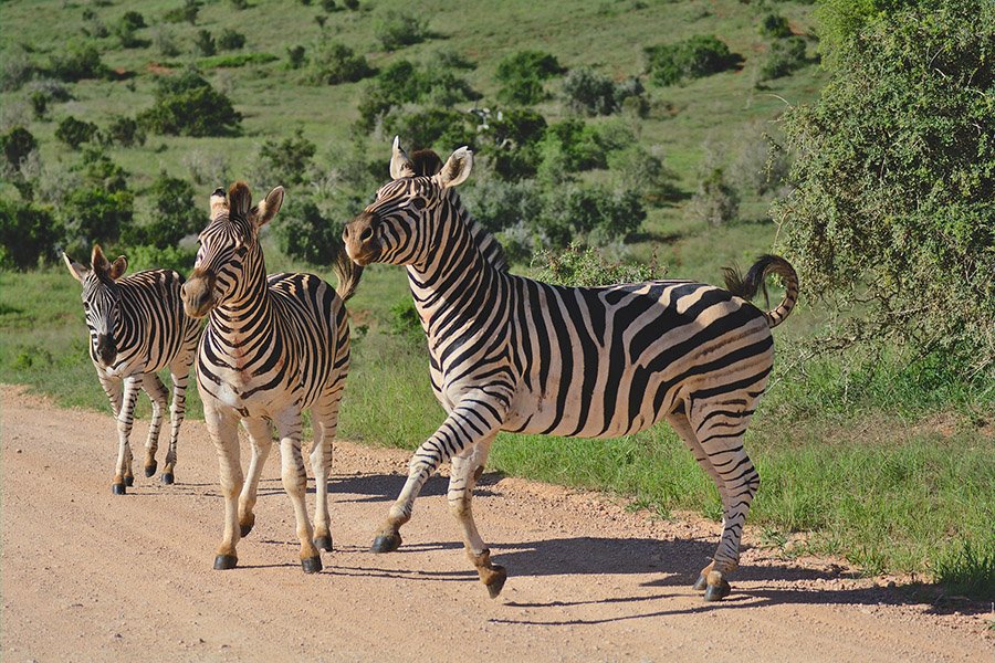 Zebra jumping