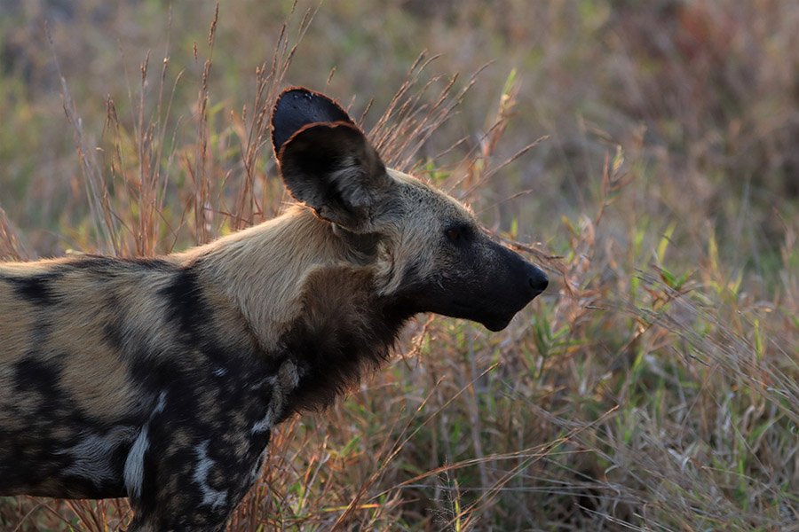 Zebra predators - African wild dog