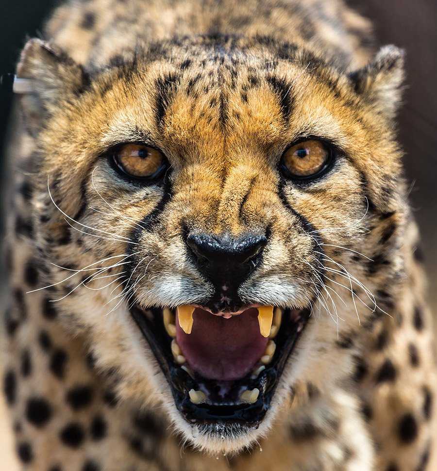 Aggressive cheetah