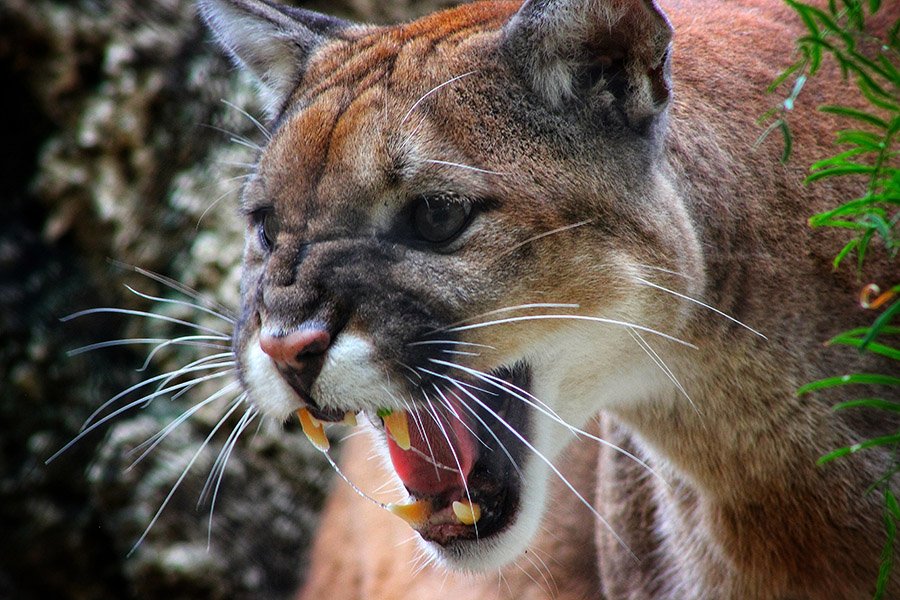 Aggressive cougar