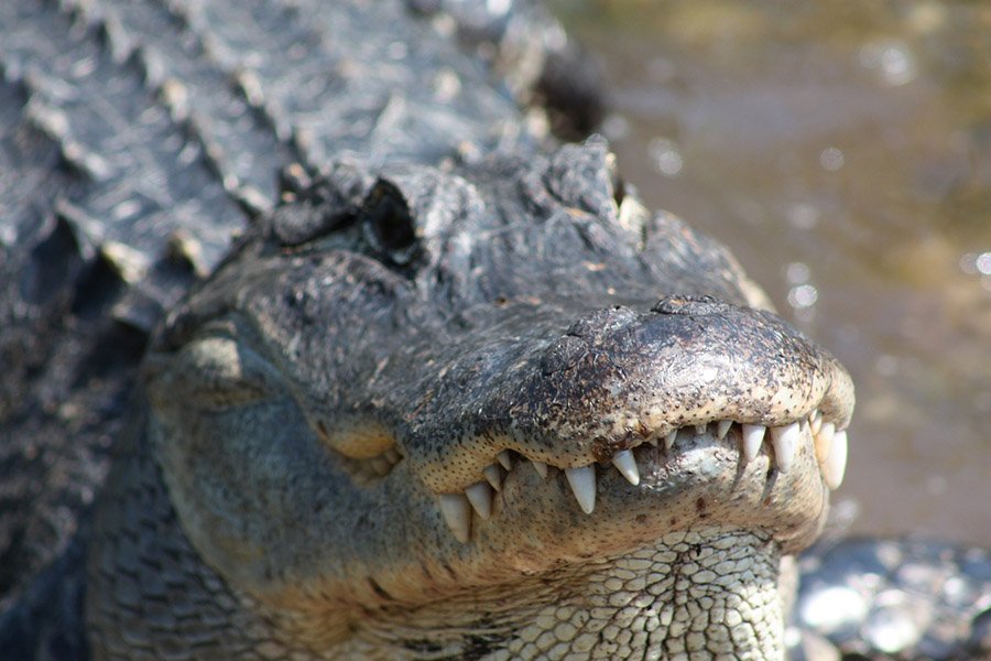 Alligator in Mississippi