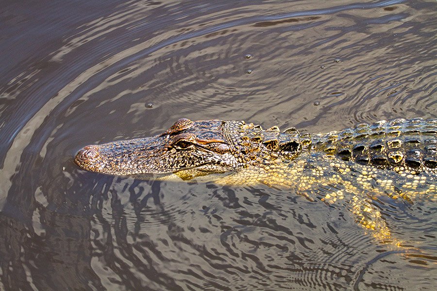 Alligator in Texas