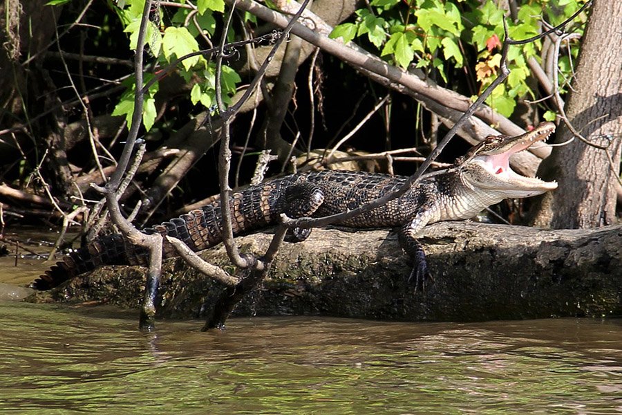 Alligator in a Louisiana bayou