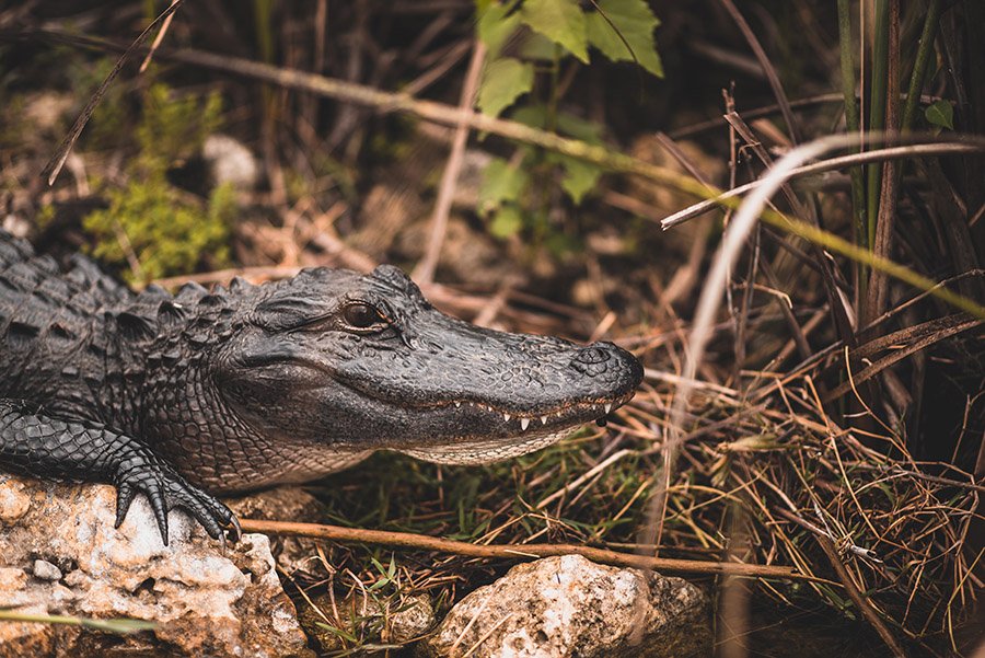 Alligators in Ohio