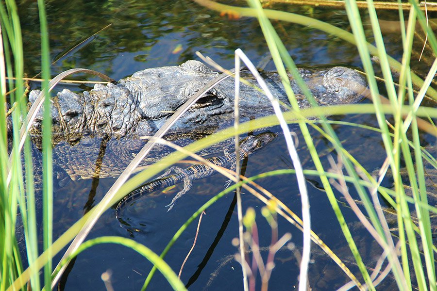 Alligators in Oklahoma