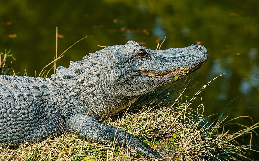 Alligators in Pennsylvania