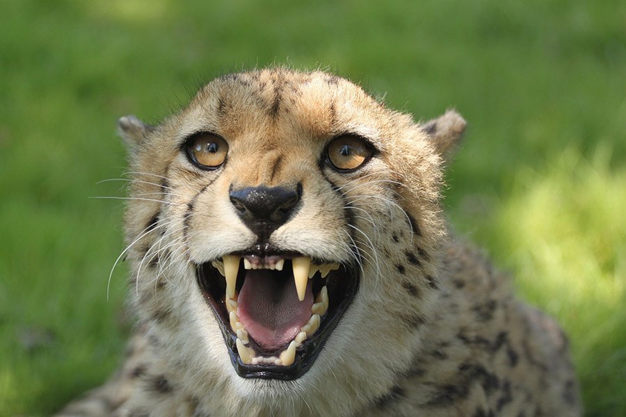 An aggressive cheetah